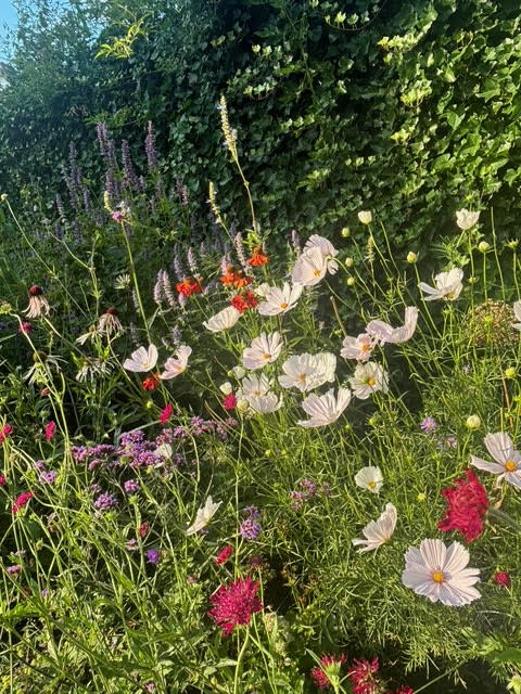 Nazomer border met cosmea