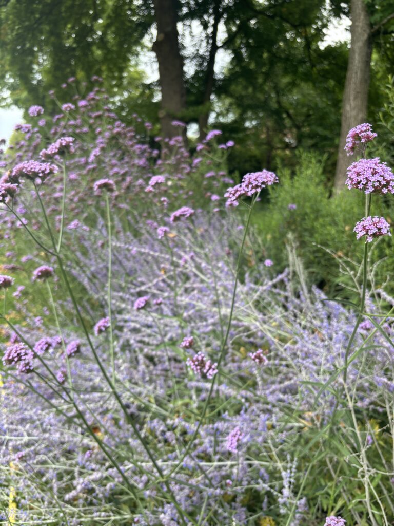 Beplantingsplan Hulst